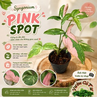 TRẦU BÀ 3 MÀU | Syngonium Red Spot Tricolor | bầu giống 8x8cm