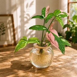 TRẦU BÀ 3 MÀU | Syngonium Red Spot Tricolor | bầu giống 8x8cm