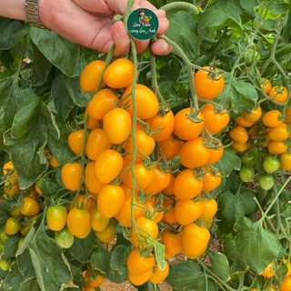 Hạt giống Cà Chua Cherry Vàng Lai F1 Siêu Quả (Gói 1g~45 Hạt) Dễ Trồng, Năng Suất Cao