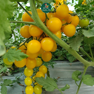 Hạt giống Cà Chua Cherry Vàng Lai F1 Siêu Quả (Gói 1g~45 Hạt) Dễ Trồng, Năng Suất Cao