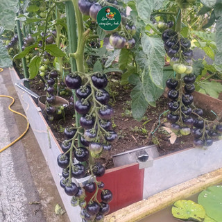 Hạt giống Cà Chua Cherry Đen Lai F1 (Gói 1g~45 hạt) Siêu Đậu Quả, Giàu Dinh Dưỡng, Nhanh Thu Hoạch