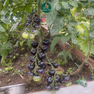 Hạt giống Cà Chua Cherry Đen Lai F1 (Gói 1g~45 hạt) Siêu Đậu Quả, Giàu Dinh Dưỡng, Nhanh Thu Hoạch