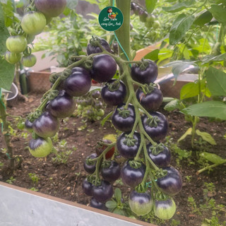 Hạt giống Cà Chua Cherry Đen Lai F1 (Gói 1g~45 hạt) Siêu Đậu Quả, Giàu Dinh Dưỡng, Nhanh Thu Hoạch