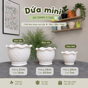 Chậu Nhựa Mini Trái Dứa [3 size] Nhựa trắng cao cấp, bền đẹp
