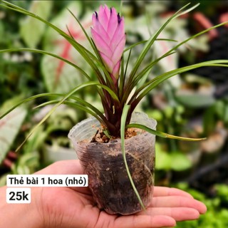 Cây thẻ bài hồng (Wallisia cyanea)
