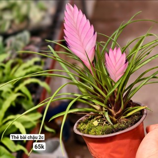 Cây thẻ bài hồng (Wallisia cyanea)