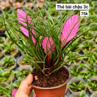 Cây thẻ bài hồng (Wallisia cyanea)