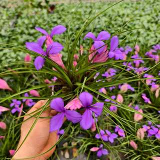 Cây thẻ bài hồng (Wallisia cyanea)
