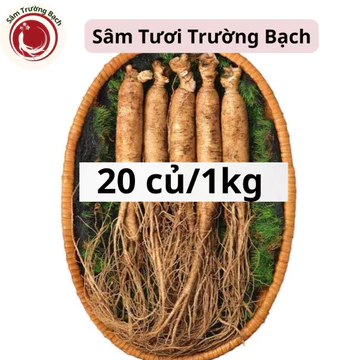 20 củ/1kg Sâm Trường Bạch Tươi-Sâm Tươi Nguyên Củ Hàng mới đào râu rễ đẹp phù hợp ở mang đi biếu tặng, làm quà