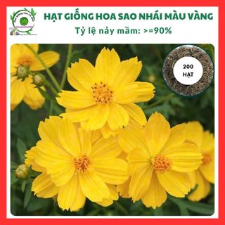 Hạt giống hoa sao nhái MÀU VÀNG - hoa cánh bướm GÓI 200 HẠT TÚI ZIP đẹp tỷ lệ nảy mầm cao dễ trồng HSN0044