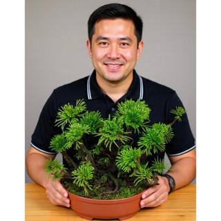 combo 5 cây trường sinh thảo xem video, dùng trang trí tiểu cảnh , hòn non bộ,chậu để bàn ,setup terarium...vv