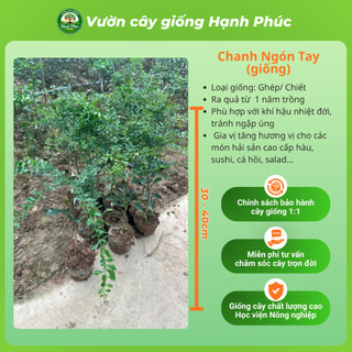 Cây giống CHANH NGÓN TAY - CHANH CÁ HỒI Chuẩn Giống, Dễ Trồng, Năng Suất Cao - Hỏa tốc HN - CV5