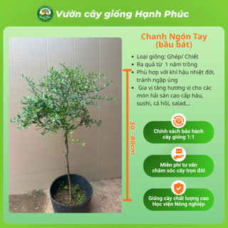 Cây giống CHANH NGÓN TAY - CHANH CÁ HỒI Chuẩn Giống, Dễ Trồng, Năng Suất Cao - Hỏa tốc HN - CV5