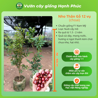 Cây giống NHO THÂN GỖ - CHOAI đủ loại, Siêu Sai Trái, Dễ Trồng Dễ Chăm, Năng Suất Cao - Hỏa tốc HN