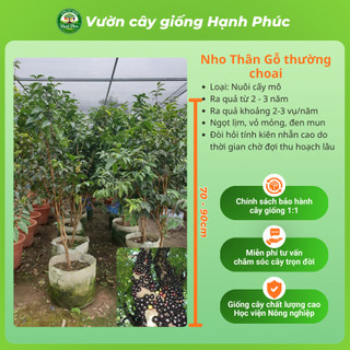 Cây giống NHO THÂN GỖ - CHOAI đủ loại, Siêu Sai Trái, Dễ Trồng Dễ Chăm, Năng Suất Cao - Hỏa tốc HN