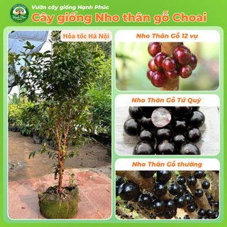 Cây giống NHO THÂN GỖ - CHOAI đủ loại, Siêu Sai Trái, Dễ Trồng Dễ Chăm, Năng Suất Cao - Hỏa tốc HN