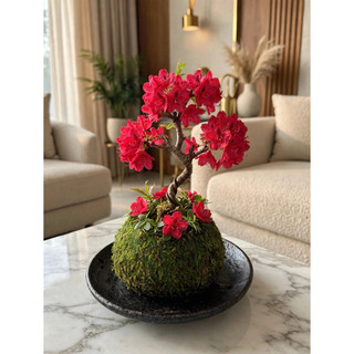 - quả cầu rêu kokedama trồng thay chậu (hàng thủ công)
