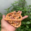 tràng 108 hạt san hô vàng 10ly để mộc