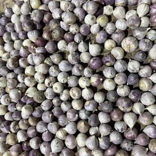 (BÁN CHẠY) TỎI CÔ ĐƠN Nhỏ KHÔ - 1KG TẶNG Thêm 200G Tỏi cô đơn