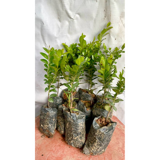 Cây giống tùng đen quảng ninh, com bo 10 cây giá 88.000