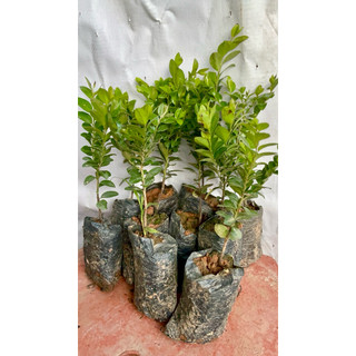 Cây giống tùng đen quảng ninh, com bo 10 cây giá 88.000
