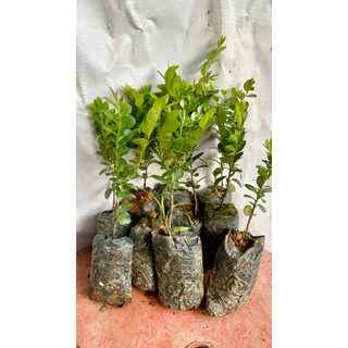 Cây giống tùng đen quảng ninh, com bo 10 cây giá 88.000