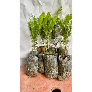Cây giống tùng đen quảng ninh, com bo 10 cây giá 88.000