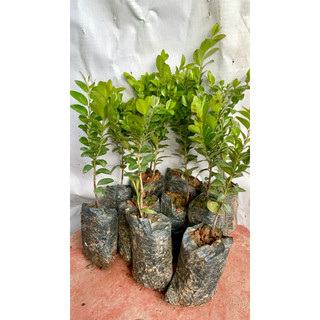 Cây giống tùng đen quảng ninh, com bo 10 cây giá 88.000