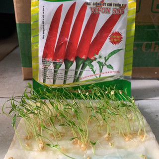 Hạt Giống Ớt Chỉ Thiên F1 (Gói 30 Hạt) Siêu Đậu Quả Kháng Sâu Bệnh Tốt, Năng Suất Cao