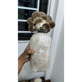 Phôi Nấm Bào Ngư Xám dễ trồng (7-10 ngày ra nấm)