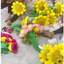 Bông Hoa Hướng Dương Tặng Tốt NGhiệp Ý Nghĩa