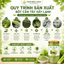 Bột Cần Tây Giảm Cân Nguyên Chất 100% Detox Thanh Lọc Cơ Thể, Đẹp Da {TẶNG KÈM thìa + lọ uống}