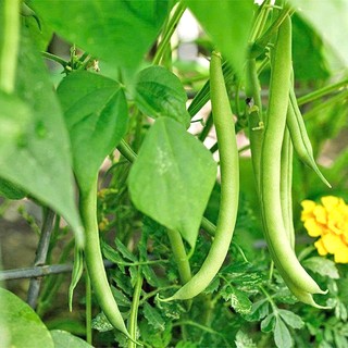 Hạt Giống Rau Củ Quả - Rau Ăn Lá Phương Nam( Gói Lớn ) - 1 kg ( 1 Cân)