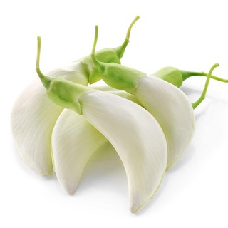 Hạt Giống Rau Củ Quả - Rau Ăn Lá Phương Nam( Gói Lớn ) - 1 kg ( 1 Cân)