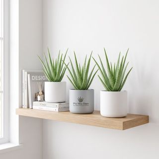 Combo 5 Cây Giống Nha Đam Thái Mini - Trồng Tại Nhà, Trang Trí Bàn Làm Việc,Trồng Ban Công Dễ Sống