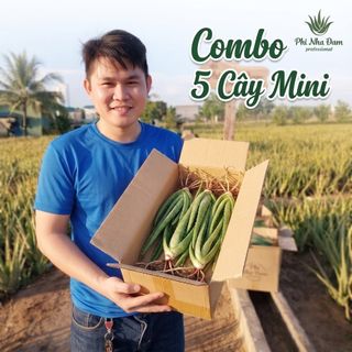 Combo 5 Cây Giống Nha Đam Thái Mini - Trồng Tại Nhà, Trang Trí Bàn Làm Việc,Trồng Ban Công Dễ Sống