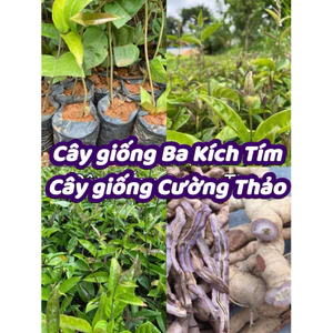 Cây giống Ba Kích Tím (mua 10 tặng 1)