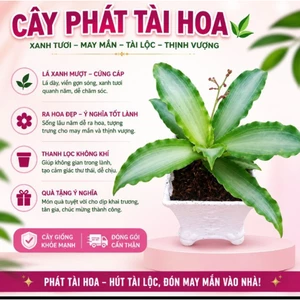 Cây phát tài hoa mini