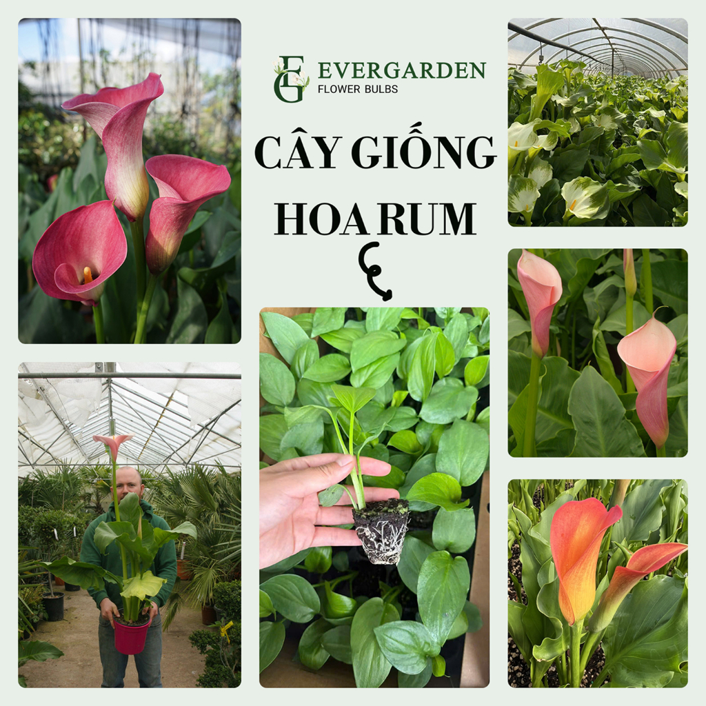 Calla lily - Giá Tốt, Sale Tháng 07, Ship 0 Đồng | Shopee Việt Nam