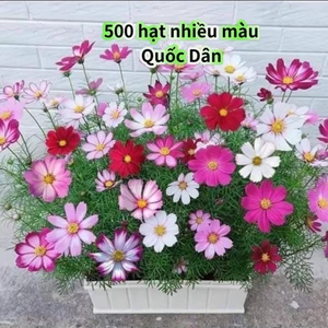 Hạt Giống Hoa Sao Nhái Nhiều Màu, Tự Chọn Cực Đẹp