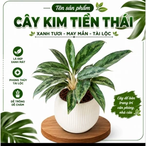 Cây giữ tiền thái