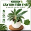 Cây giữ tiền thái