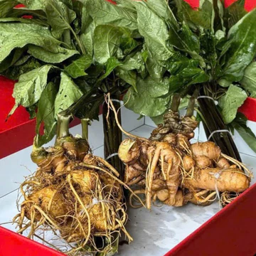 1kg Sâm Lai Châu, Sâm Ngọc Linh Lai Châu Chuẩn Rừng Già Đanh 7 năm tuổi