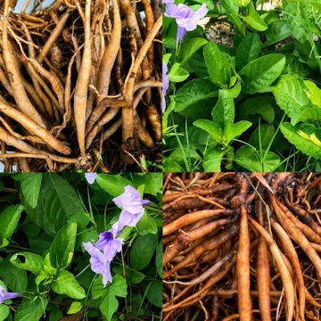 300g 🌿 CỦ SÂM TANH TÁCH TƯƠI – SÂM ĐẤT, SÂM NỔ 🌿