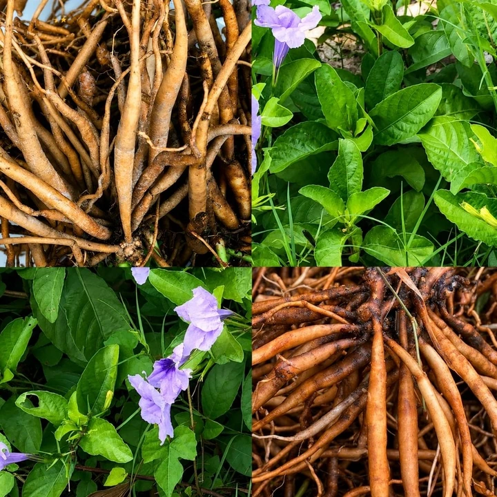 300g 🌿 CỦ SÂM TANH TÁCH TƯƠI – SÂM ĐẤT, SÂM NỔ 🌿