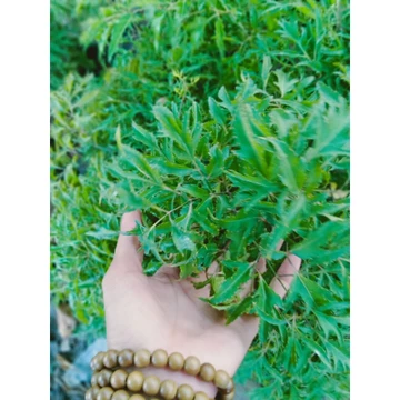 1 kg lá cây đinh lăng tươi (đinh lăng nếp)