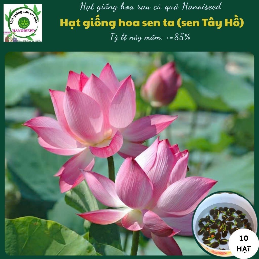 Hạt giống hoa sen ta (hoa sen hồ Tây) 10 hạt - rau củ quả trồng chậu, sân vườn ban công nảy mầm cao
