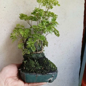 Cây đinh lăng bonsai bám đá kèm chậu bát Tràng