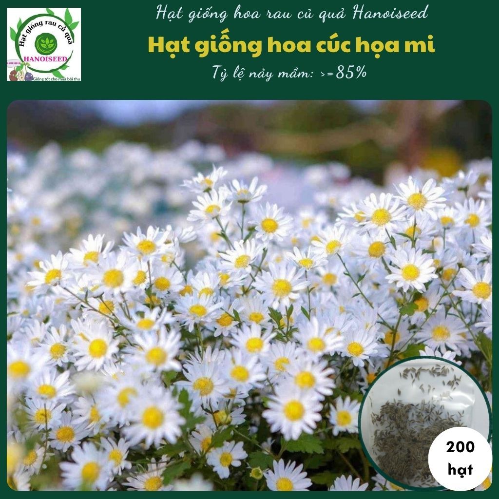 Hạt giống hoa cúc hoạ mi GÓI 100 HẠT đẹp trồng sân vườn ban công nảy mầm cao