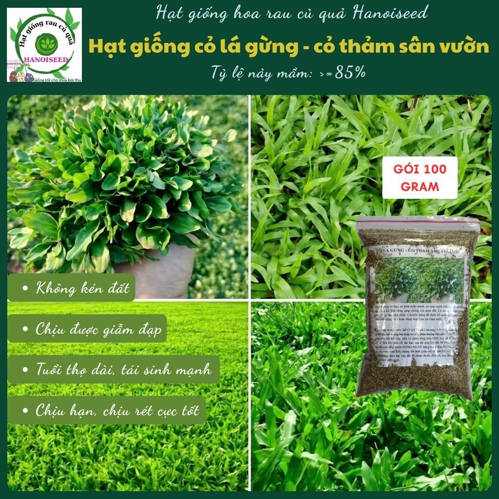 Hạt giống cỏ lá gừng  - GÓI 100 GRAM trang trí sân vườn xanh sạch đẹp, dễ chăm sóc, tỷ lệ nảy mầm cao